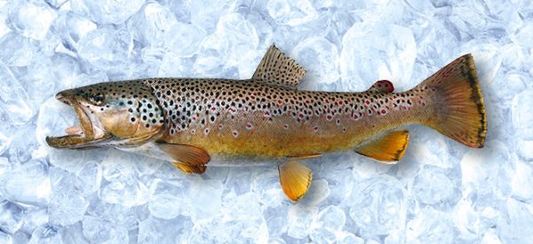 hokifilet-sewe-frost
